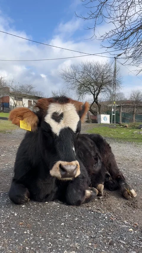 Tired cow Stock Footage 276959982