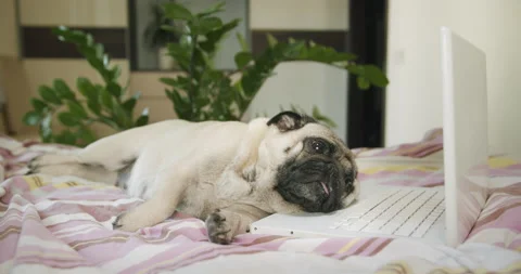Tired cute pug dog lazy to work with Stock Video Pond5