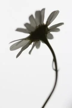 Tired Daisy 库存照片