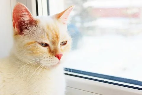 Tired distant, angry suspicious cat. cute beautiful white cat with blue eyes Stock Photos