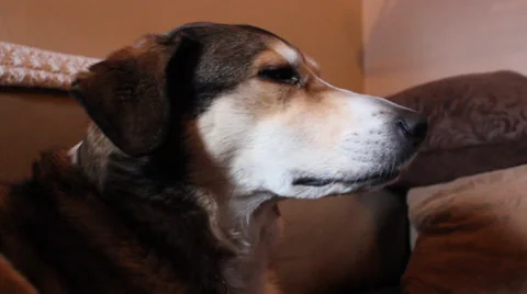 Tired Dog Stock Footage 33867432