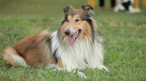 Tired Dog Video stock 52378976