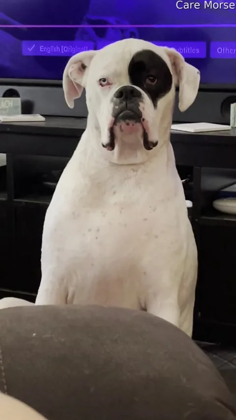 Tired Dog Gets Tiny Bit Judgmental, usa - 04 Sep 2021 Video stock 205398711