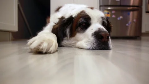Tired dog in kitchen Stock Footage 71656288