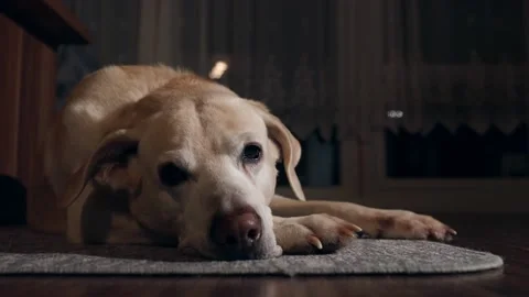 Tired dog lying on carpet while falling asleep Stock Footage 146696071