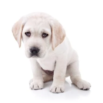 Tired Dog Stock Photos