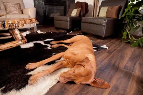 Tired dog Stock Photos