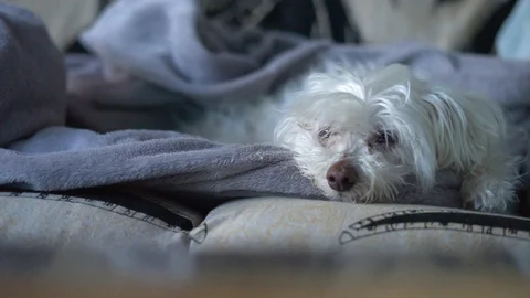 Tired dog sleeping in the big bed at home during daily routine. Stock Footage 128588364