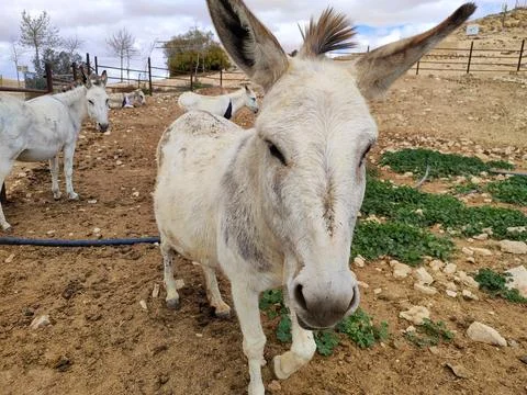 Tired donkey Fotos de archivo