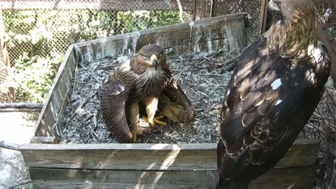 Tired eaglet falls asleep while standing Stock Footage 158161710
