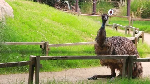 Tired Emu Lets Out a Big Yawn and Nods Off Stock Footage 79700826