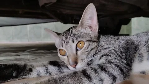 Tired 스톡 동영상 263800766