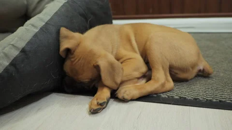 Tired German boxer puppy falls asleep, tired dog Stock Footage 163251653