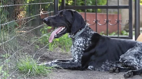 A tired German pointer lying in the garden Stock Footage 138390253