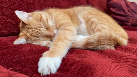 A tired ginger and white tabby tomcat sleeps peacefully curled up on a red Stock Footage 345121138
