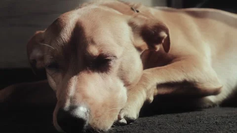 Tired ginger dog lying on the floor Stock Footage 252044516