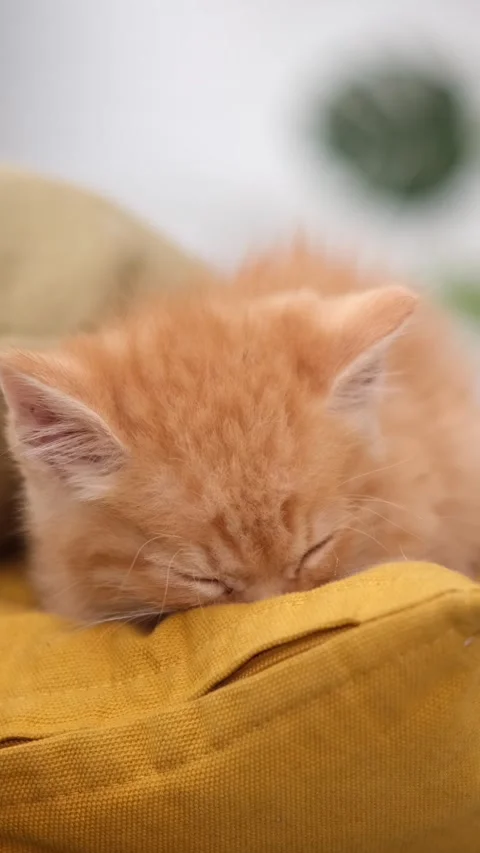 A tired ginger kitten sleeping deeply on a yellow pillow indoors, pet care, vete Stock Footage 342526795
