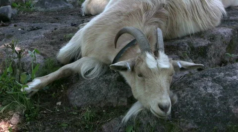 Tired Goat Stock Footage 477272
