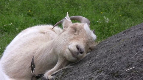 Tired Goat 動画素材 1002579