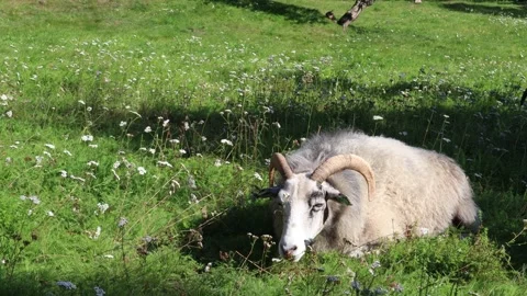 Tired goat Stock Footage 255968141
