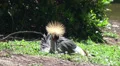 A tired Grey crowned crane wakes up HD Footage