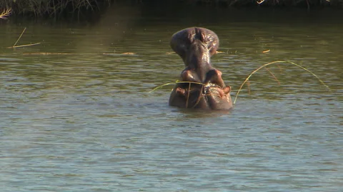 Tired hippo Vídeos de archivo 168323944
