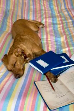 Tired from homework Foto stock