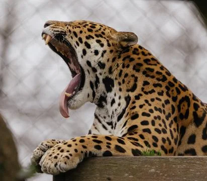 A tired jaguar Stock Photos