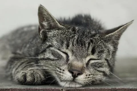 Tired kitten Stock Photos