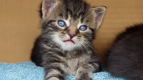 Tired kitten resting Stock Footage 131709206