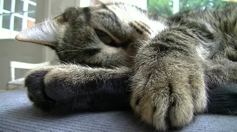 Tired Kitty Stock Footage 12645014