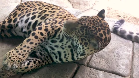 Tired Leopard Close-Up Stock Footage 247302244