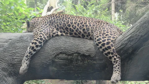 Tired leopard straddling tree sleeping 4k Stockbeeldmateriaal 342846004