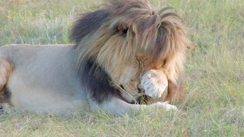 A tired Lion Stock Footage 76436974