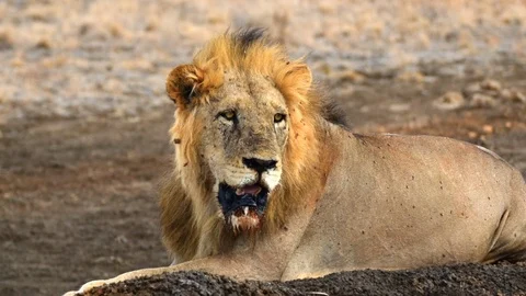 Tired Lion Stock Footage 101873854