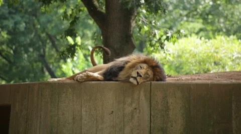A tired lion lying down rolls over to stretch Stock Footage 65092305