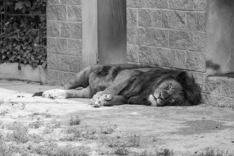 Tired Lion sleeping Stockfoto's