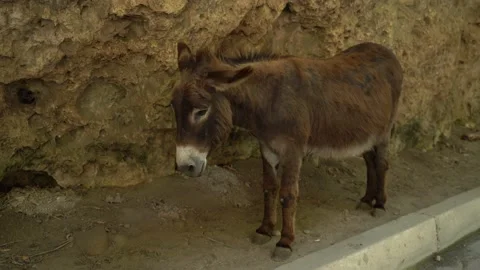 A tired-looking donkey a classical symbol of Greek culture and life if seen tied Video stock 162046115