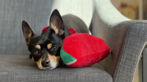 Tired mixed-breed dog Stock Footage 293236300