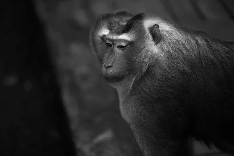 The Tired monkey crossing Stock Photos
