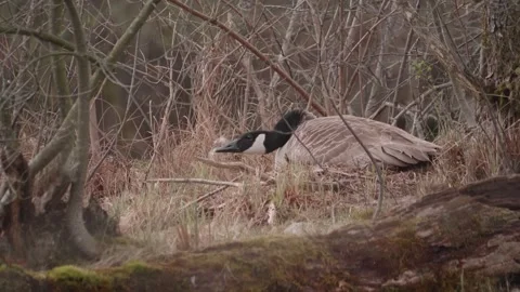 Tired Nesting Canada Goose Resting in Swamp By Lake, Marsh scene, Portrait Stock Footage 252886804
