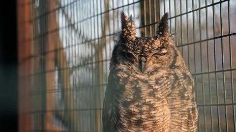 A tired Owl Stock Photos
