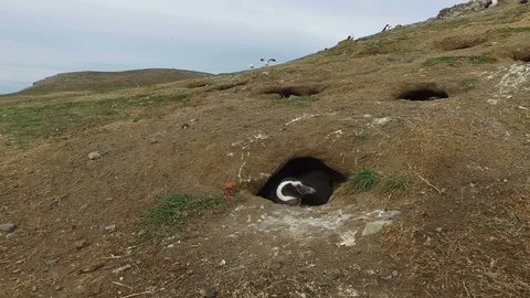 Tired Penguin Stock-Footage 100614996