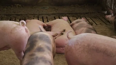 Tired pigs in the sty Stock Footage 82255245