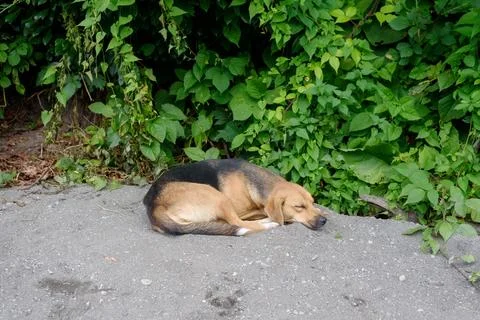 Tired pooch lying on stone ground waits for owner to play Stock Photos