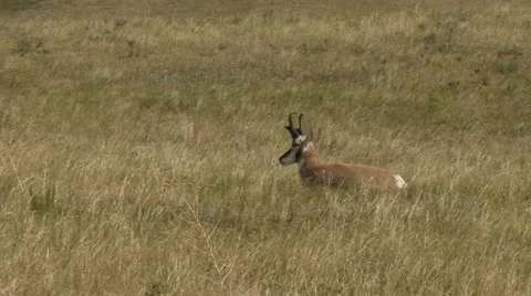 Tired Pronged Horn Video stock 11879237