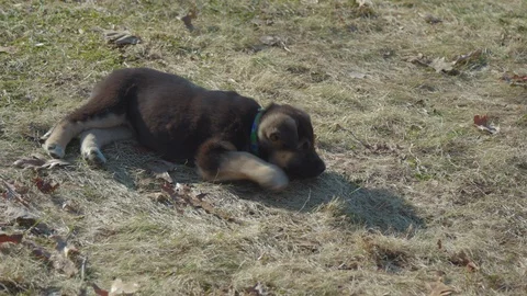 Tired Puppy Video stock 89141560