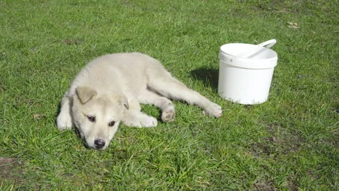 Tired puppy on the grass Stock Footage 280695408