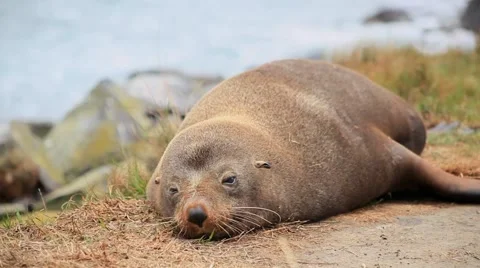 Tired Seal on Beach Stock Footage 49183529