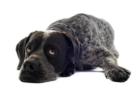 Tired  shorthaired pointer Stock Photos